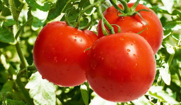 تعیین عوارض برای صادرات گوجه فرنگی و پیاز