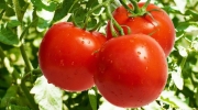 حذف تعرفه ۷٠درصدی عوارض صادرات گوجه فرنگی + سند