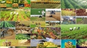 صادرات محصولات کشاورزی در سال آینده با کد رهگیری