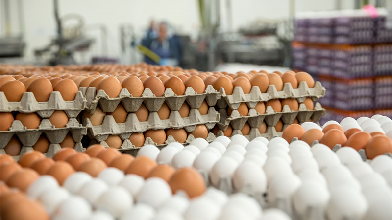توقف در صادرات تخم مرغ