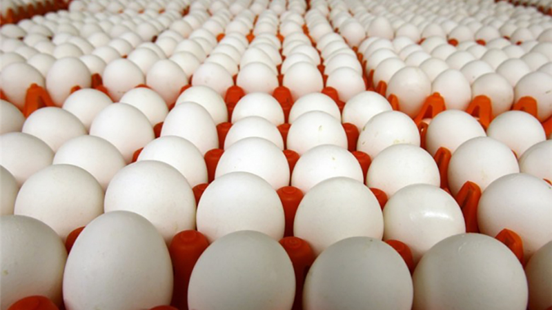 تلاش برای تثبیت قیمت تخم مرغ در عراق با اجازه دادن به واردات