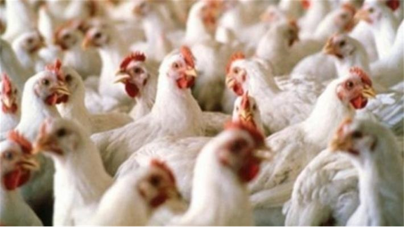 هشدار پرورش دهندگان مرغ اقلیم کردستان برای توقف تولید/  ضرر 5 میلیارد دیناری در مدت اخیر