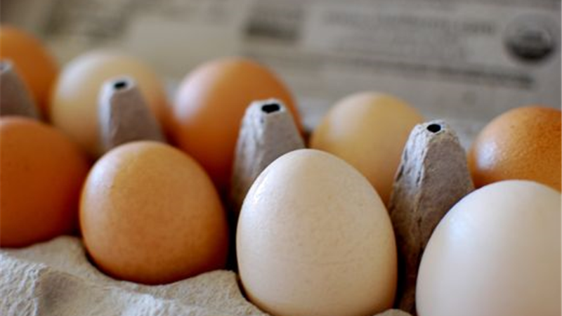 قیمت تخم مرغ در عراق گران شد