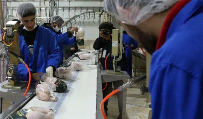 صادرات 40 تن مرغ از مازندارن به عراق