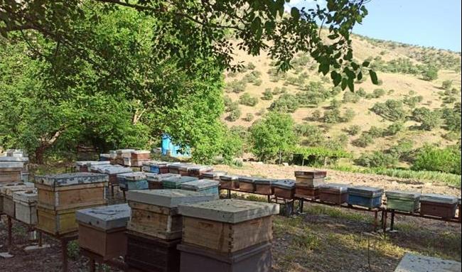 کاهش 50 درصدی تولید عسل در عراق