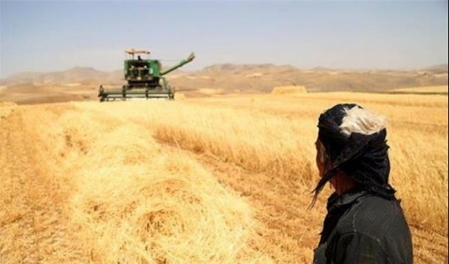اقلیم کردستان واردات گندم و آرد را ممنوع می کند