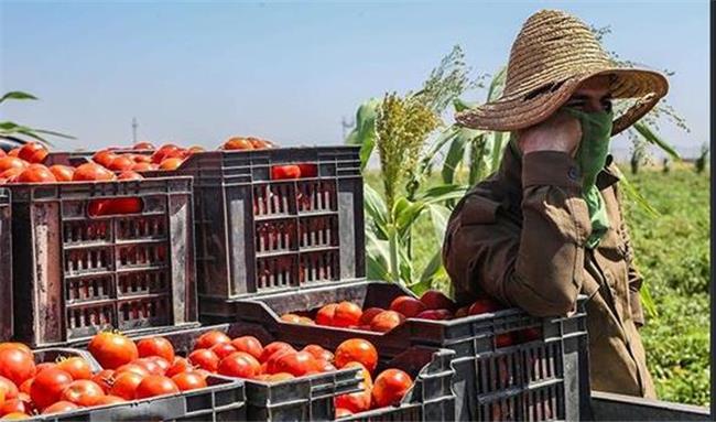 صادرات ۸۹ میلیون دلار انواع محصولات کشاورزی از قصرشیرین به عراق