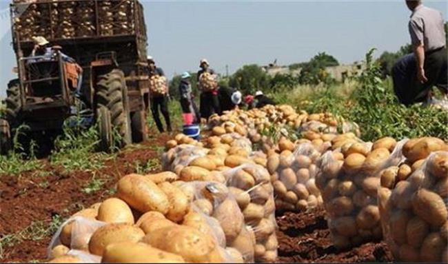 اقلیم کردستان واردات سیب زمینی را محدود کرد