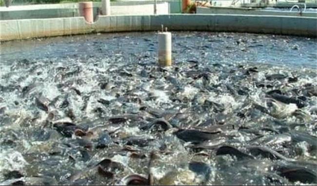 افزایش دو برابری تولید ماهی در کردستان عراق
