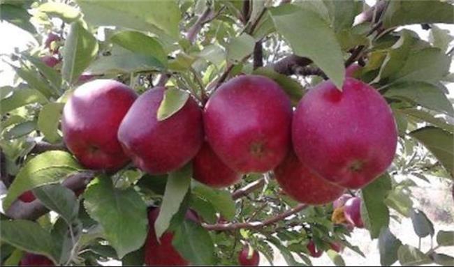 منتفی شدن ممنوعیت صادرات سیب درختی