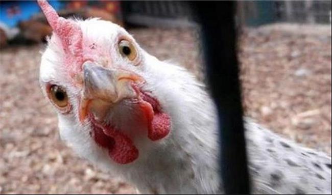 وضعیت صادرات مرغ به عراق بعد از حذف ارز 4200 تومانی