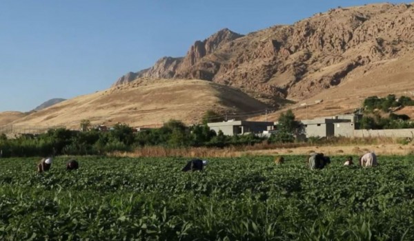کمک یک میلیون دلاری آمریکا به توسعه‌ی کشاورزی اقلیم کردستان