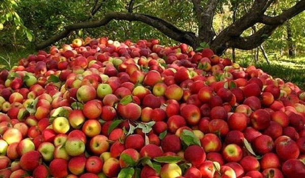 صدور مجوز صادرات سیب صنعتی