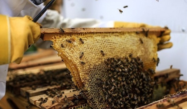 صادرات عسل متوقف شد
