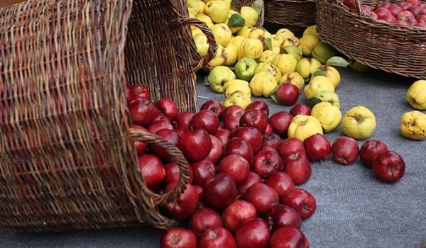 حذف عوارض صادرات سیب به اقلیم کردستان عراق