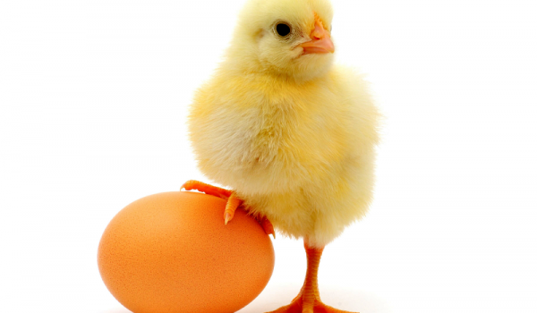 تولید مرغ و تخم مرغ در کردستان عراق به چه میزان است؟