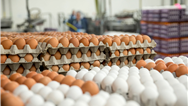 خودکفایی عراق در تولید مرغ و تخم مرغ