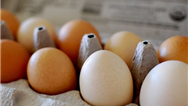 کاهش قیمت تخم مرغ در کردستان عراق