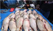 تولید ماهی در سلیمانیه، تنها 30 درصد نیاز را تامین می کند