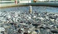 افزایش تولید ماهی در کردستان عراق / تامین 40 درصد ماهی مورد نیاز از ایران و ترکیه