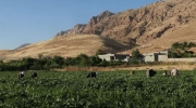 کمک یک میلیون دلاری آمریکا به توسعه‌ی کشاورزی اقلیم کردستان