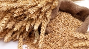 اقلیم کردستان و عراق در سال به چه میزان واردات گندم نیاز دارند؟