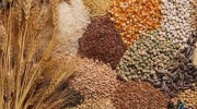 کاهش قیمت گندم در پی تداوم صادرات اوکراین