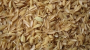 ضوابط صادرات شلتوک برنج + سند