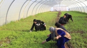 آیا اقلیم کردستان واردات سبزیجات را ممنوع می کند؟